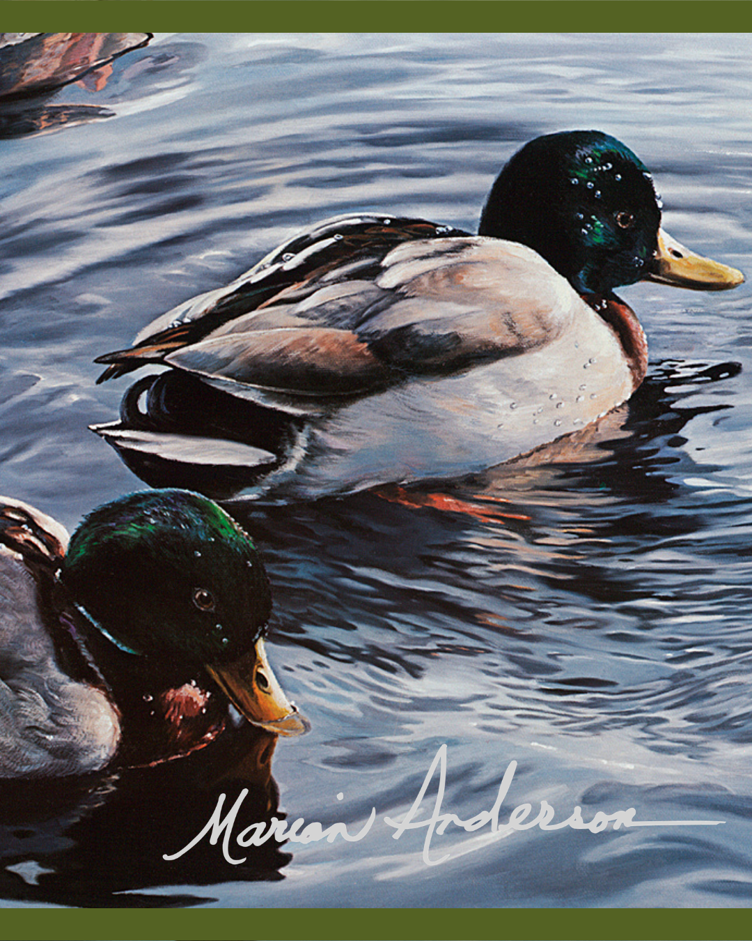 Wildlife: Feathers