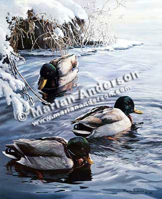 Frosty Morning Mallards